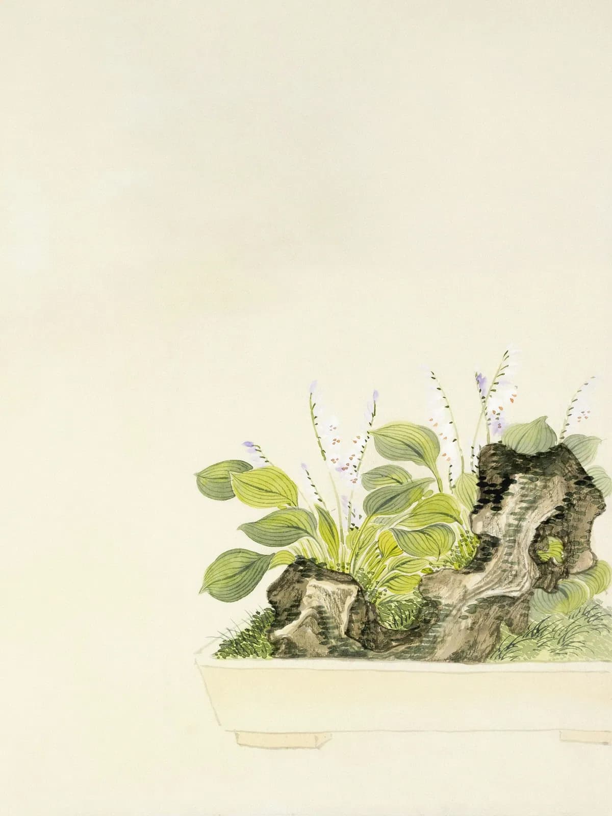 Watercolor of hostas with pale purple flower spikes growing among dark rocks in a long cream planter
