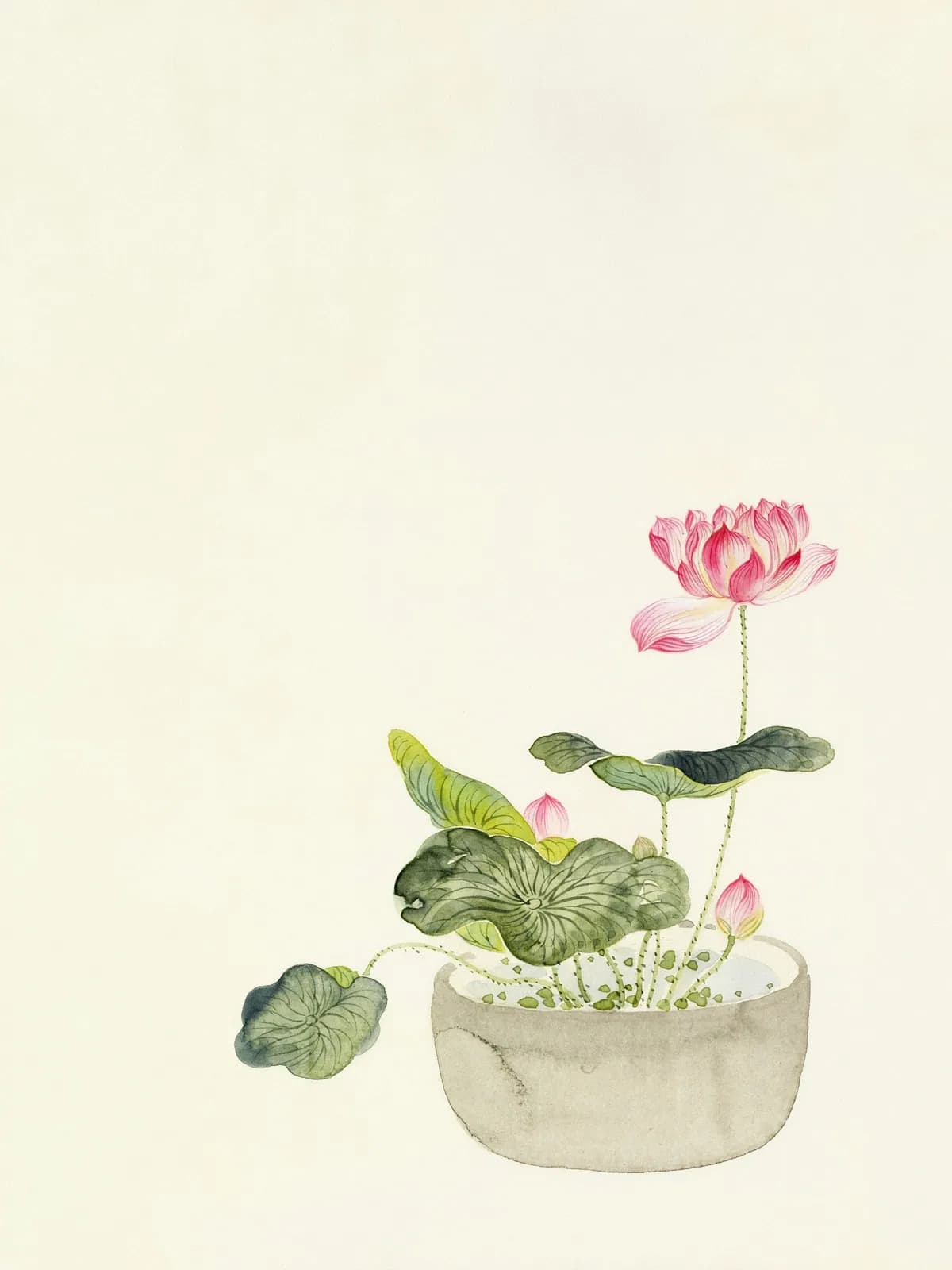 Watercolor of a pink lotus in bloom above broad green leaves in a stone basin